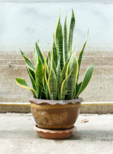 Houseplants can help maintain indoor air quality