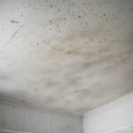 Testing for Black Mold and Air Quality