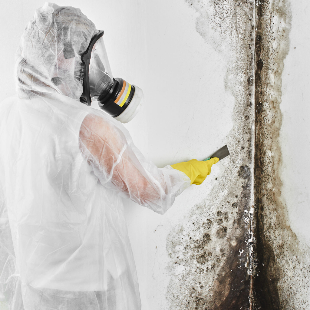 mold testing