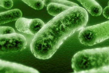 Mold Testing